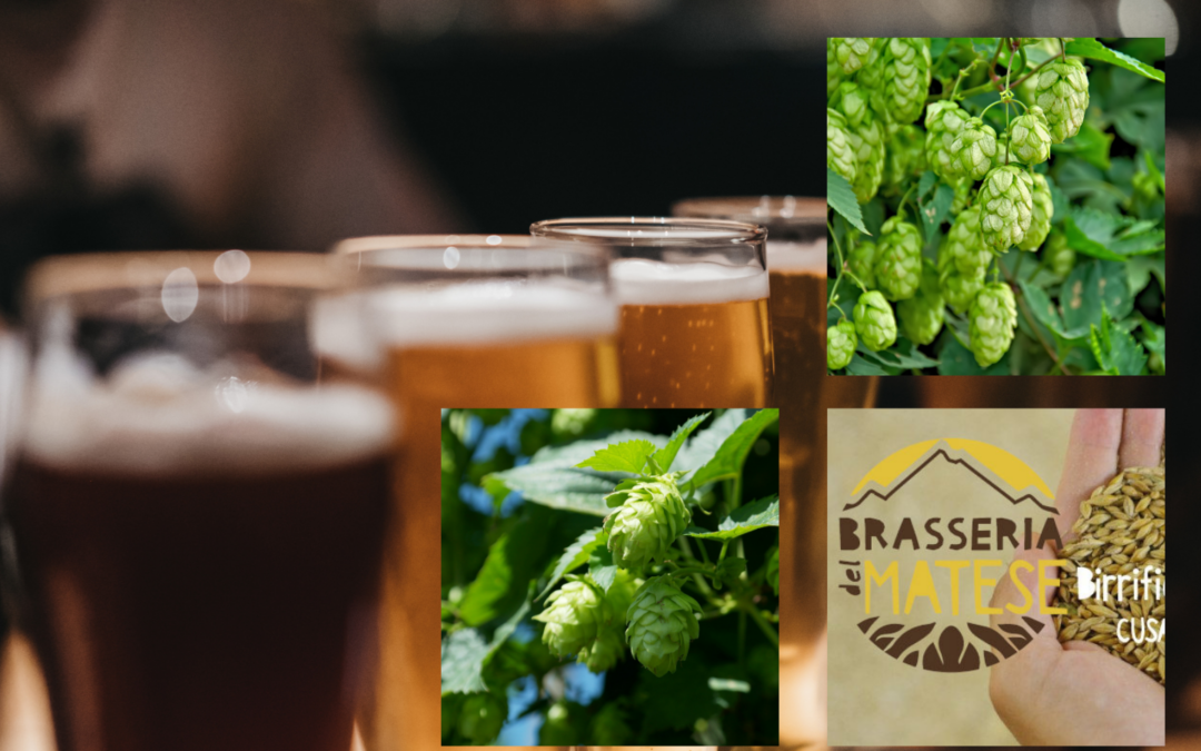 🍺 La birra che nasce tra i monti: Brasseria del Matese